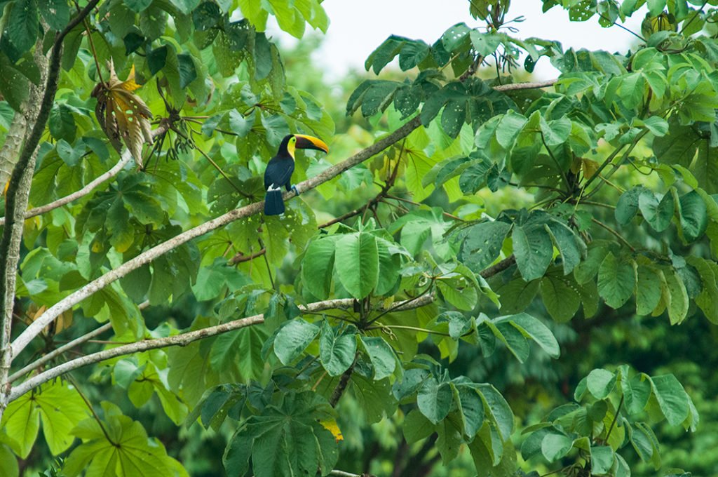 The incredible wildlife of Costa Rica Corcovado