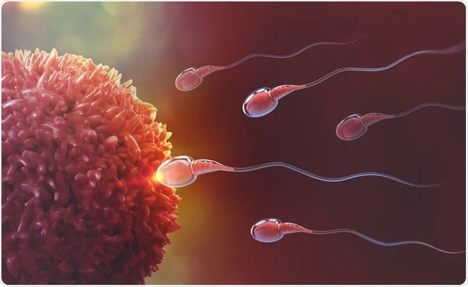 sperm and its relationship to male fertility